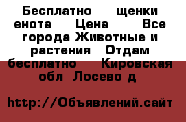 Бесплатно !!! щенки енота!! › Цена ­ 1 - Все города Животные и растения » Отдам бесплатно   . Кировская обл.,Лосево д.